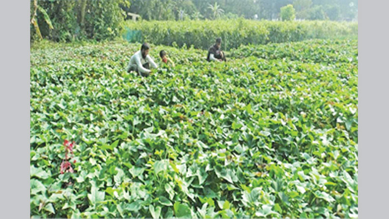 Rajshahi farmers eye bumper sweet potato yield