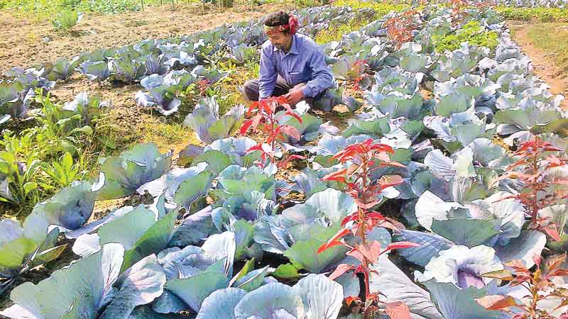 Farmers profit from red cabbage farming