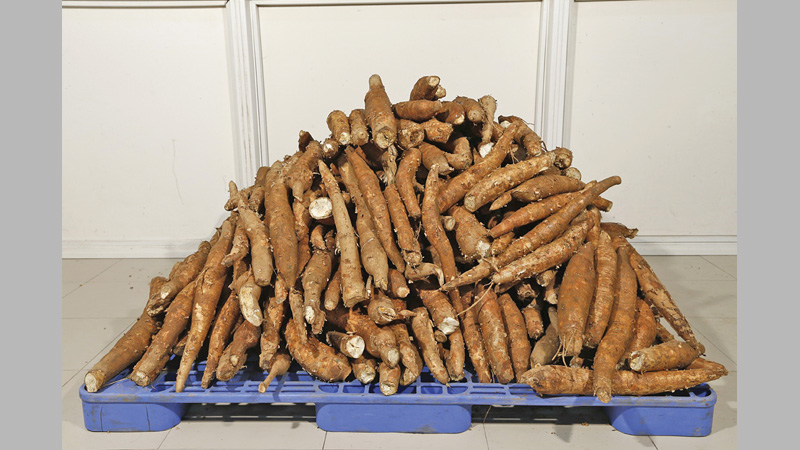 PRAN to export cassava to NZ