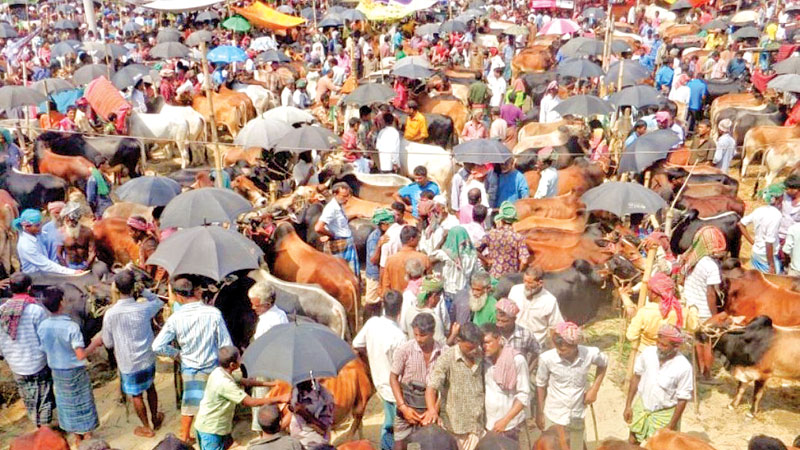 Glut of sacrificial animals 
in Tangail cattle markets