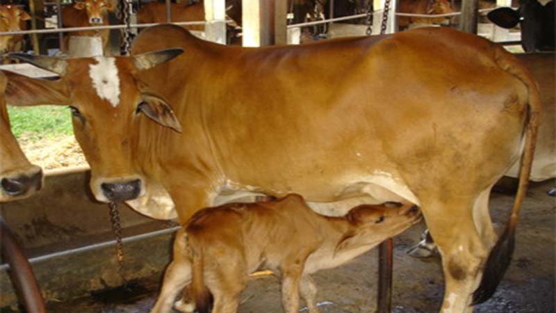 7 �cattle lifters� injured by mob in Chuadanga