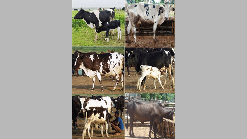 Should we conserve our indigenous cattle?