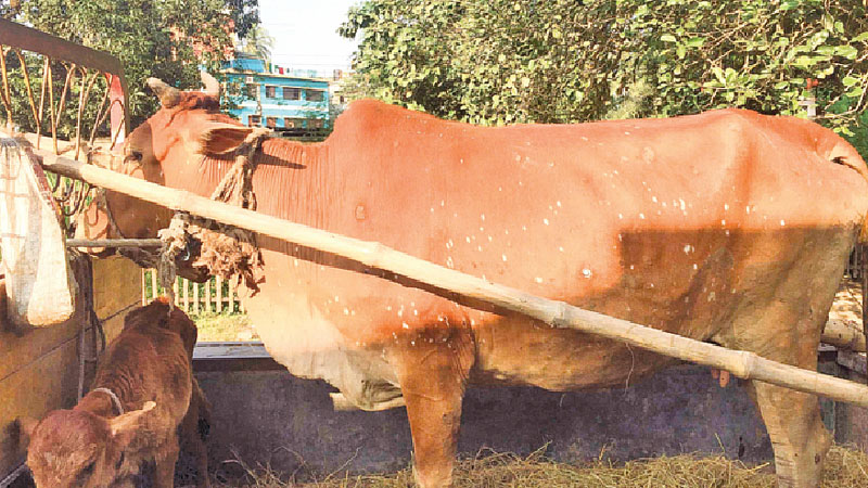 Outbreak of skin disease among cattle in Meherpur 
