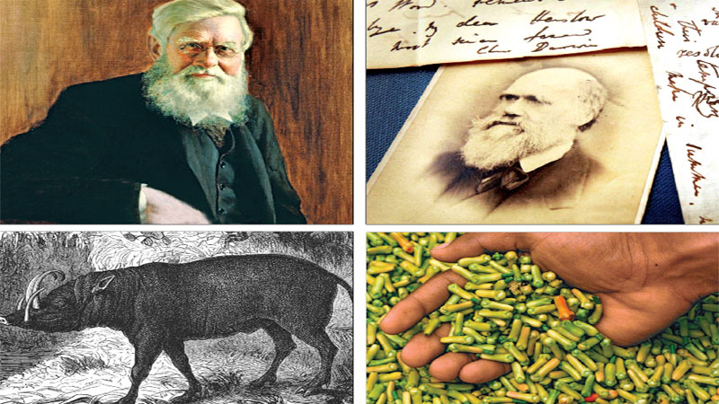 The island that forever changed science
