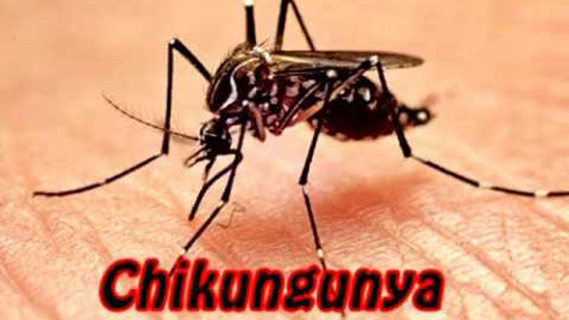 No reason to be panicked on chikungunya disease: Experts