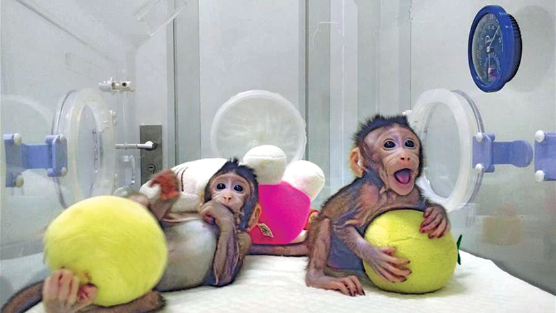 Chinese scientists clone monkeys, break barrier to human cloning