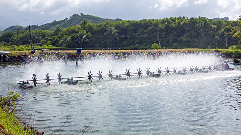 Commercial farming of prawn gains popularity in Rajshahi