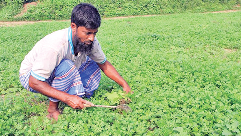 Growers profit from coriander farming