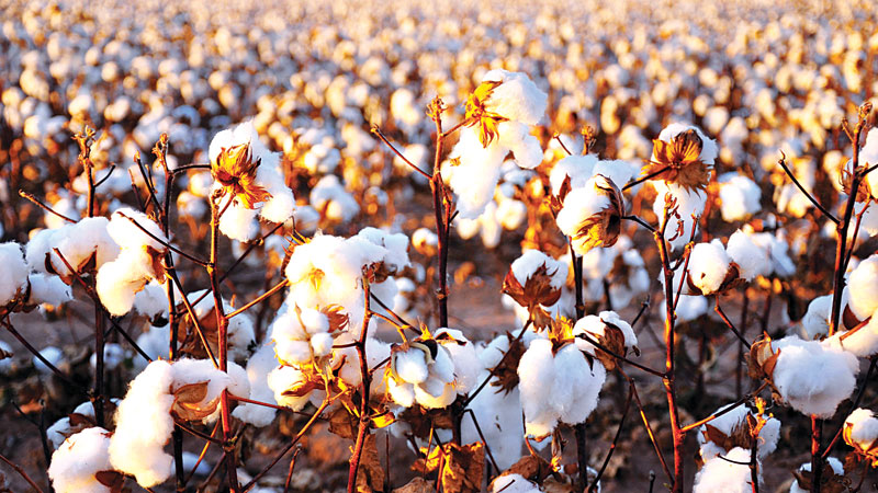India�s cotton exports to rise as 
Bangladesh takes China�s place
