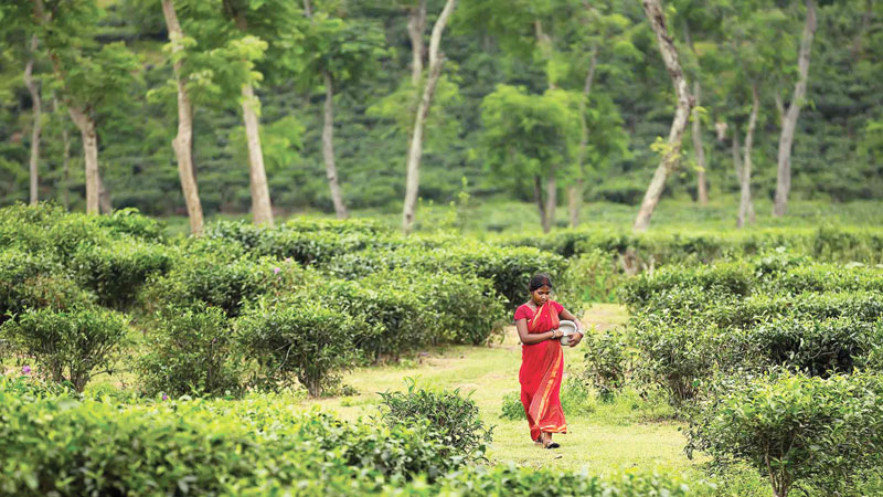 Ning’er countryside tour gains popularity