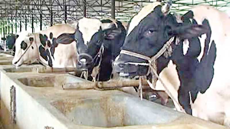 Artificial cow-fattening on rise
