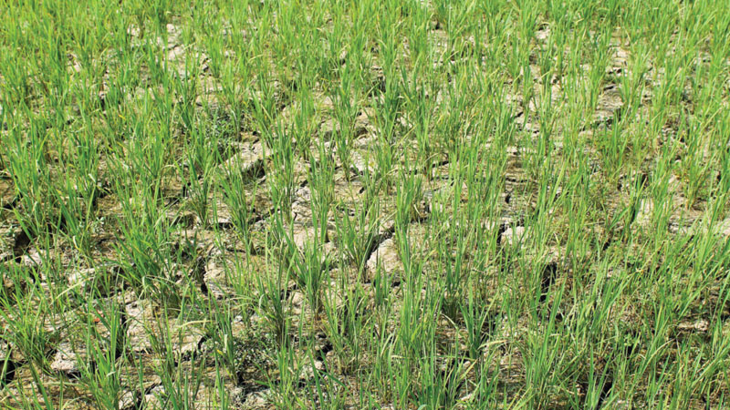 Less rainfall affects cultivation of crops