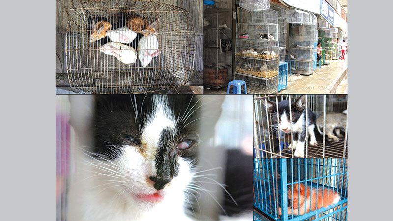 When will cruelty to animals end?