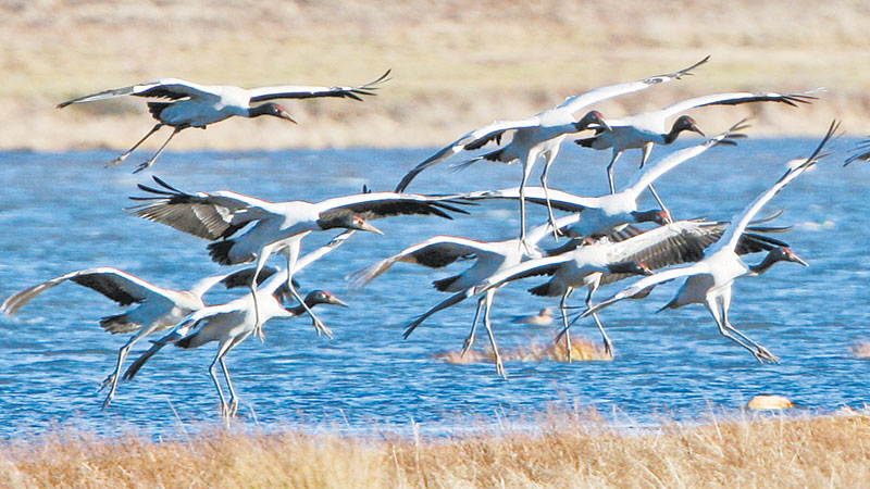 Black-necked cranes wintering in Yunnan’s Dashanbao hits record high