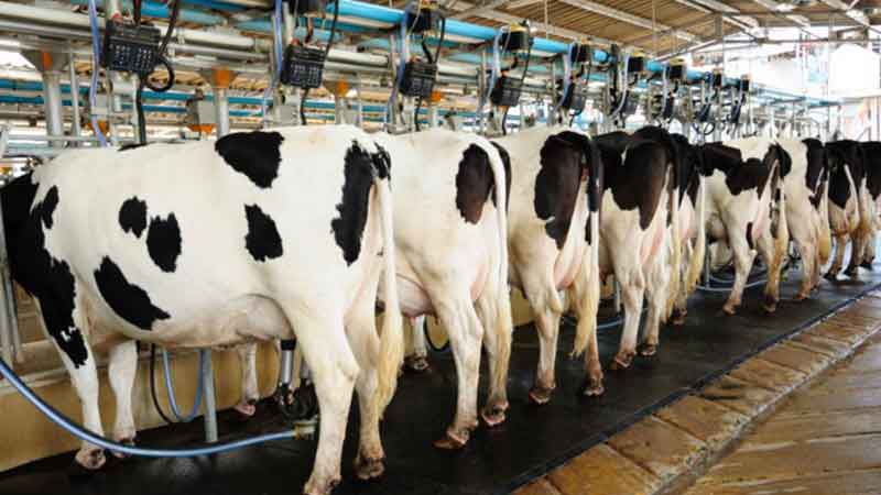 Rural people benefit from dairy farming