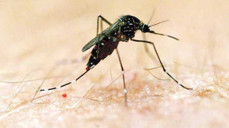 Serious threat from 
dengue fever