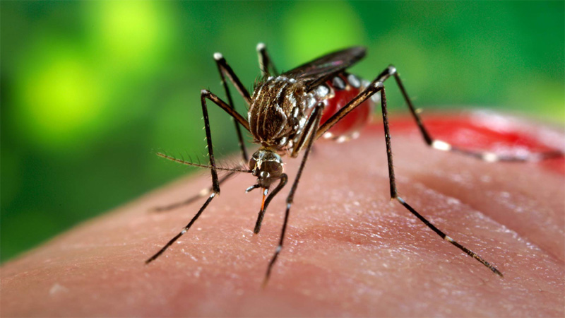 Dengue cases still on the rise