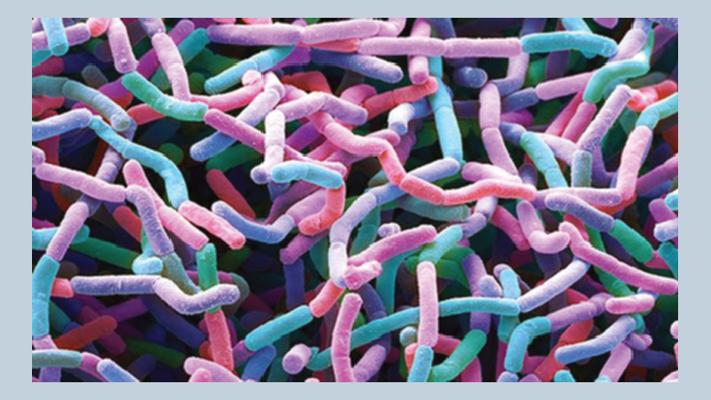 New antibiotic family discovered in dirt