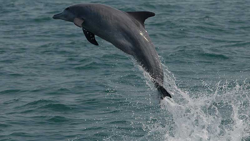 Community people to become Sundarbans dolphin saviours