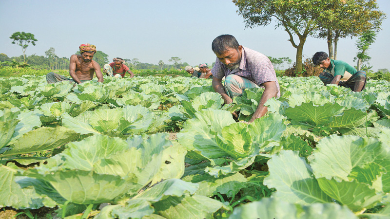 Growers expect to recoup flood losses