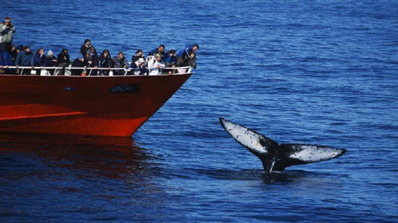 No whaling in Iceland for second straight year