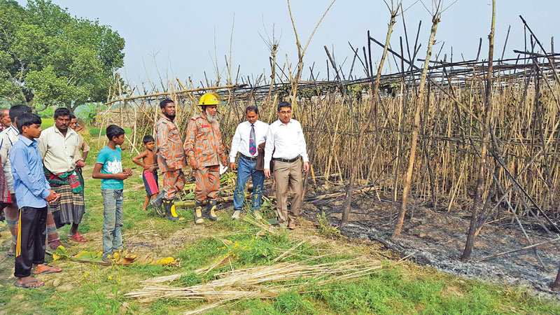 Four betel leaf orchards gutted by fire