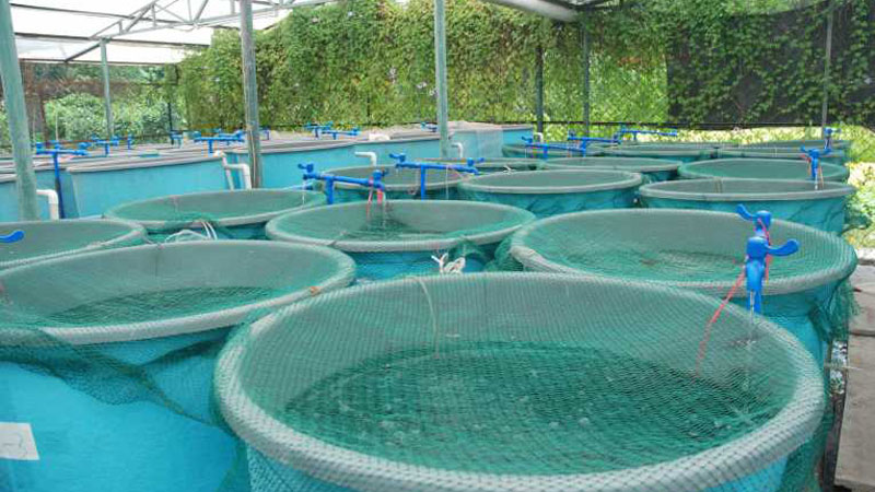 Call to expand  fish farming 
technologies
