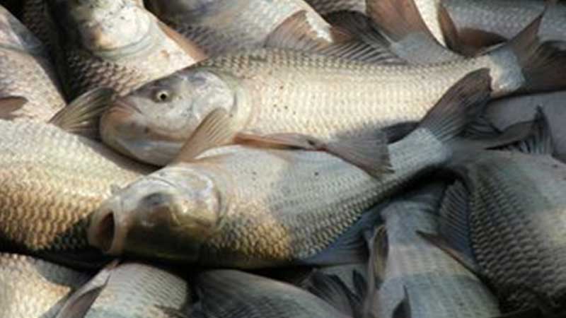 Mortality in catfishes: A devastating threat to Bangladesh’s aquaculture