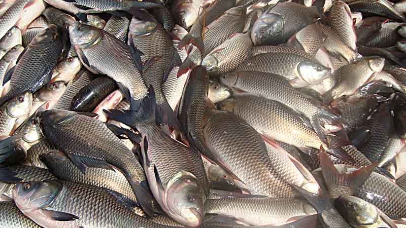 Country to achieve self-reliance on fish production, say experts