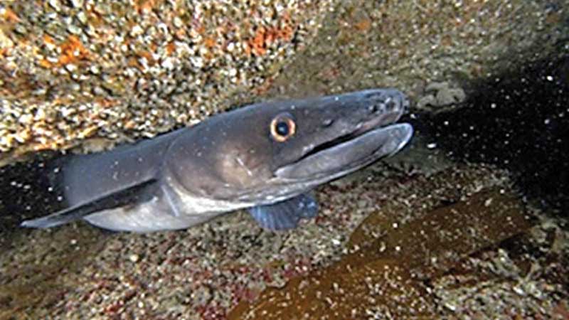 Our seas are being degraded, fish are dying but humanity is threatened too 