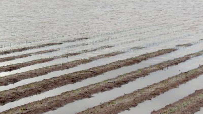 Govt assists flood-hit farmers in recouping crop losses