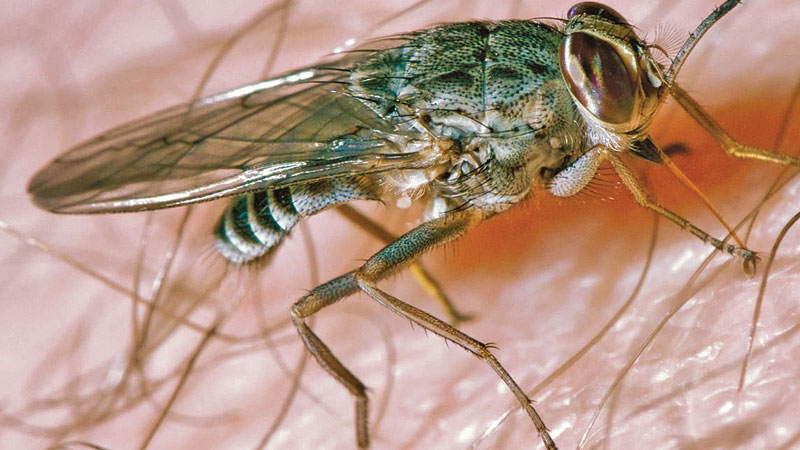 A bite from this fly puts you into a deadly sleep