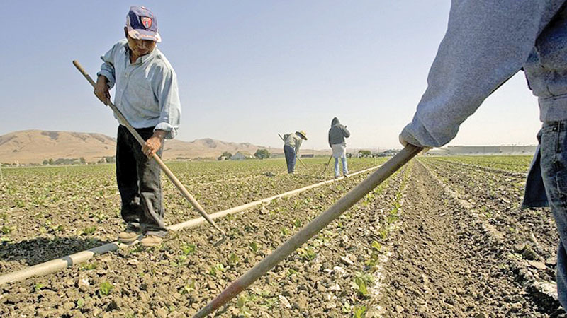 Uncertainty looms over UK’s European farm workers