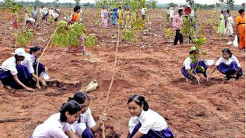 Planting fruit trees
