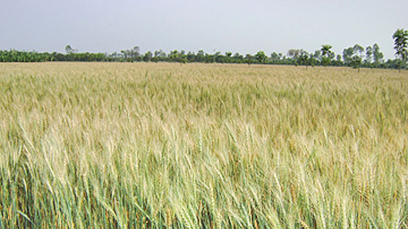 Drought-tolerant wheat varieties gain popularity in Barind