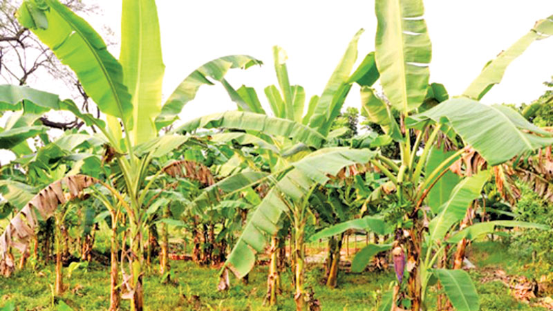 Banana farming gains ground in Rajshahi