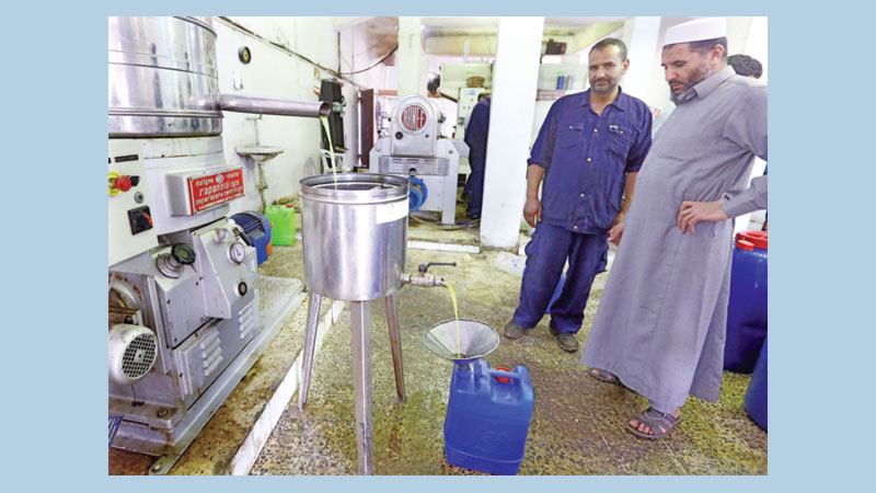 Libya’s ‘green gold’ olive industry hit by export ban