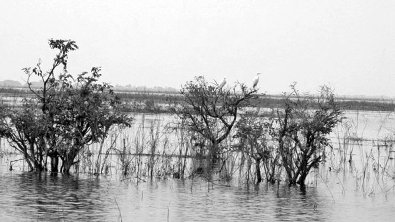 Helping the Hakaluki haor victims 