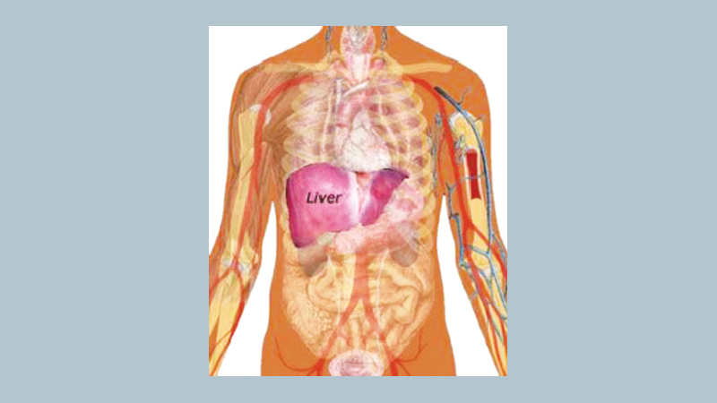 Natural ways to support a healthy liver
