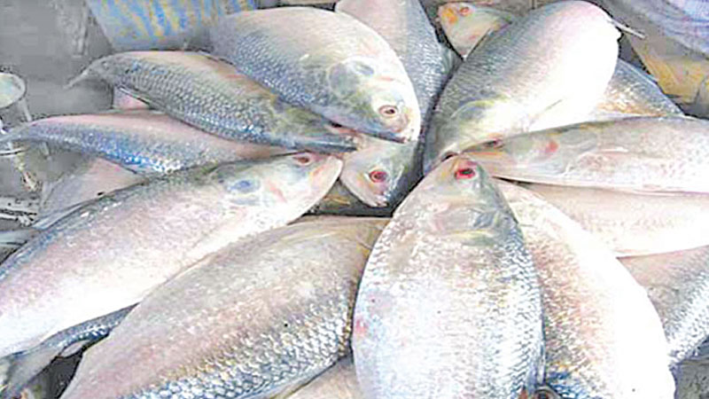 22-day ban on hilsa catching, selling from Wednesday