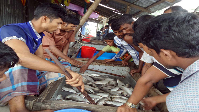 Good catches of hilsa 
in Laxmipur 