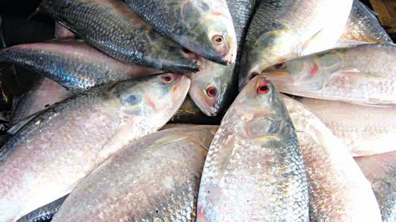 Catching of mother hilsa continues unabated  