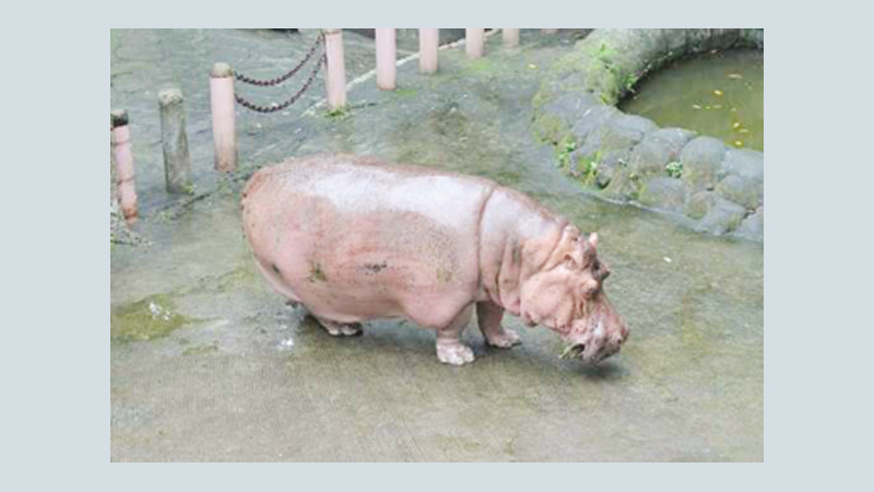 World’s ‘oldest’ hippo dies at Philippine zoo