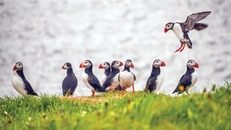 The island where people eat puffins