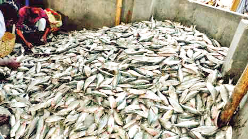 Protecting hilsa 