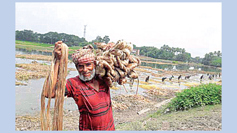 Growers happy with rising prices of jute