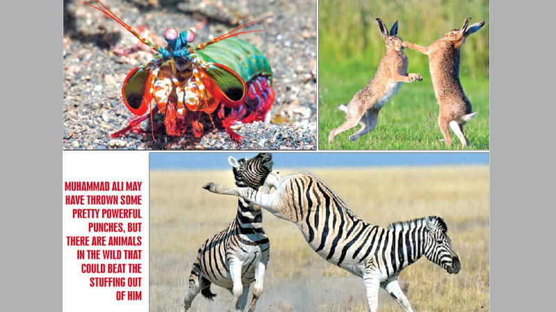 The most powerful punches and kicks of all time