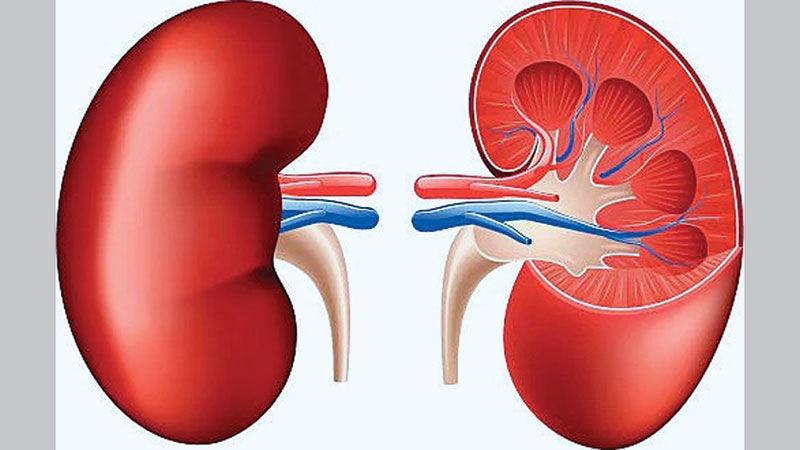 High Court clears way for voluntary kidney donation
