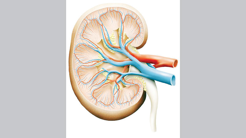 HC sets out guidelines for kidney donation