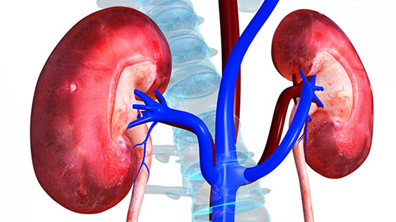 Artificial kidneys nearly set to end transplantation crisis: Expert